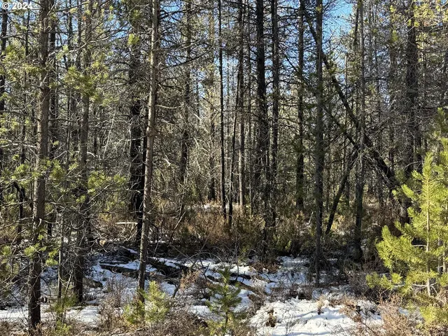 a view of a tree with a yard