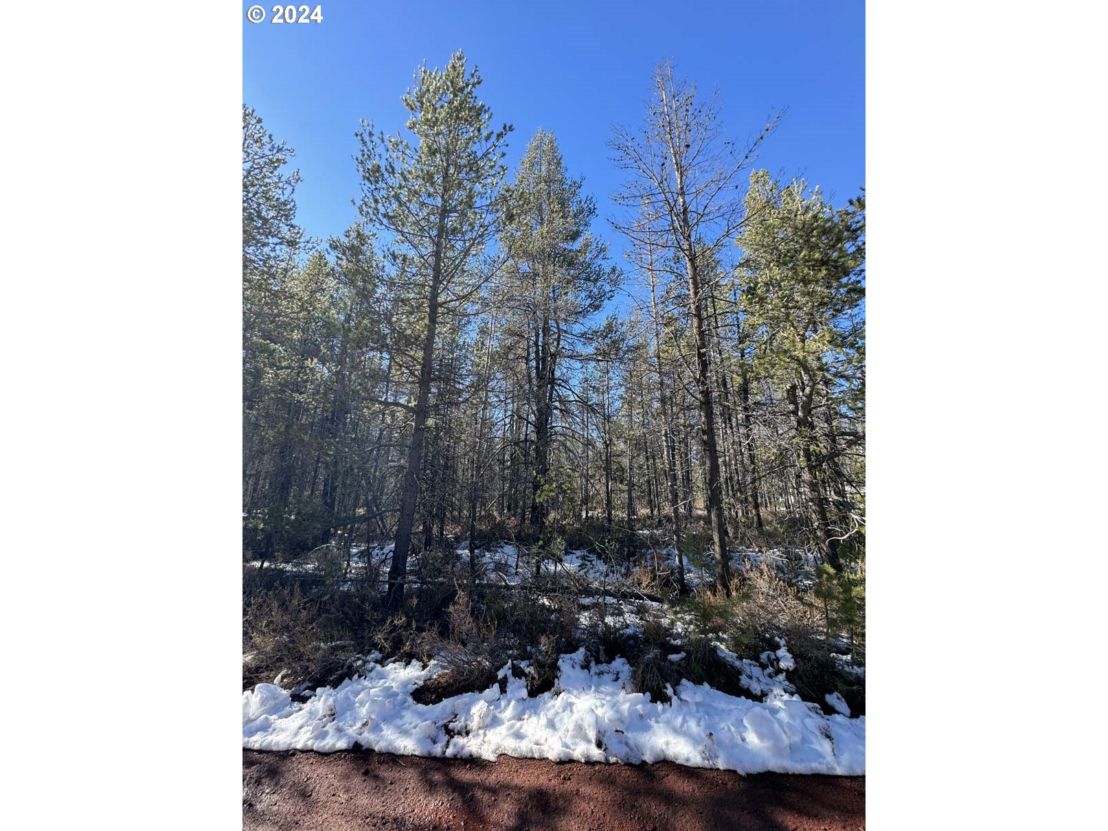 Cloudcap Drive Chiloquin, OR 97624 - Photo 7 of 15 a view of a bird of a tree