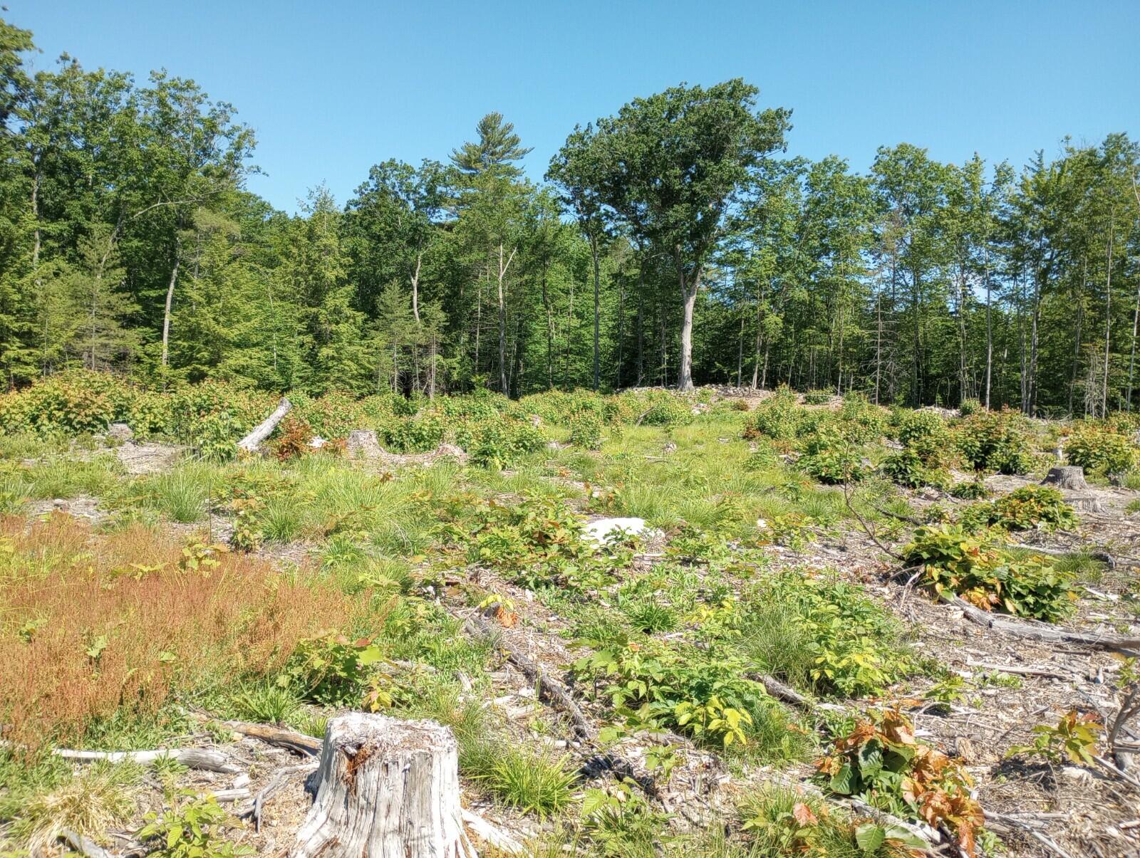 Tbd Tbd North Road Limington, ME 04049 - Photo 10 of 13 11