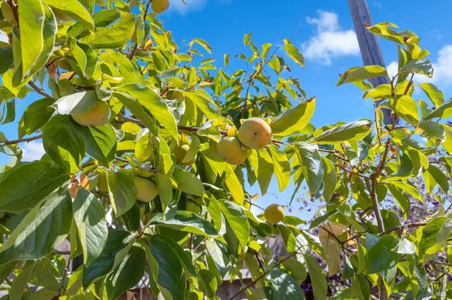 $390,000 | 600 Buss Avenue, Vallejo, CA 94591