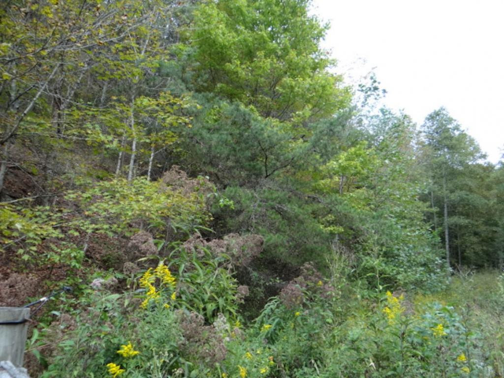 28536 Poor Valley Road Saltville, VA 24370 - Photo 15 of 16 Photo 15