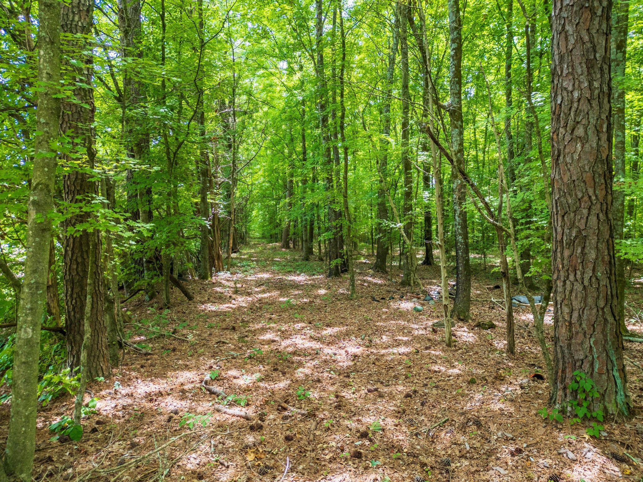 0 Trewhitt Road Southeast Cleveland, TN 37323 - Photo 6 of 16 a backyard of a house with lots of green space
