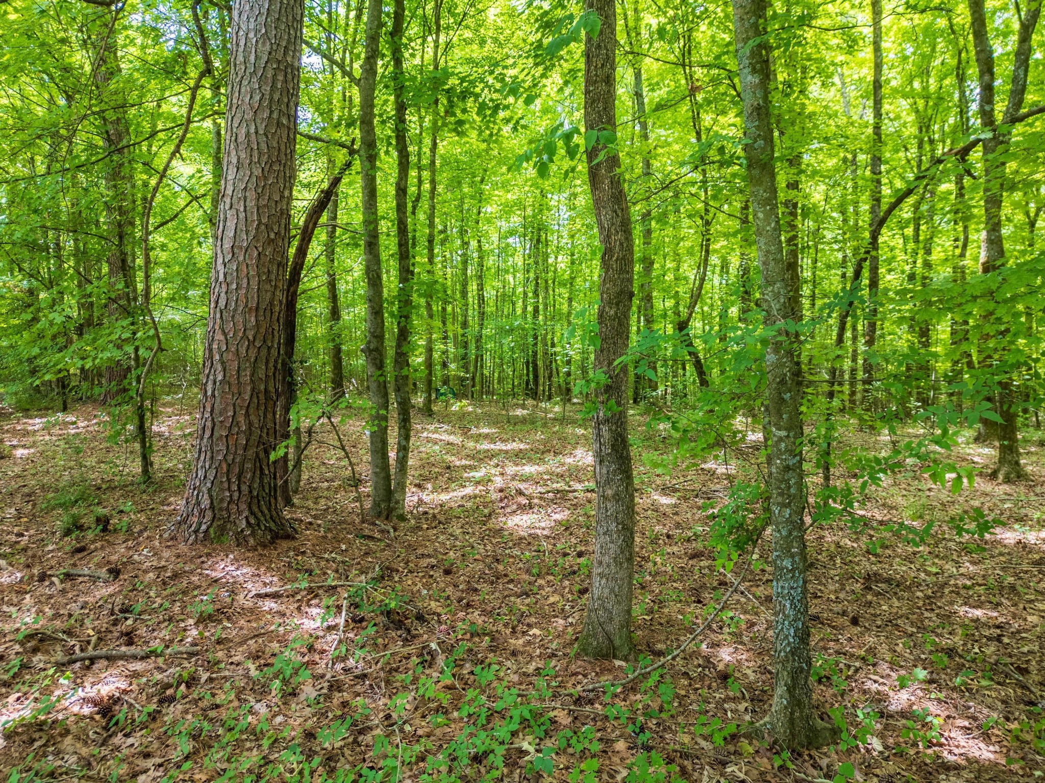 0 Trewhitt Road Southeast Cleveland, TN 37323 - Photo 7 of 16 a view of outdoor space and garden