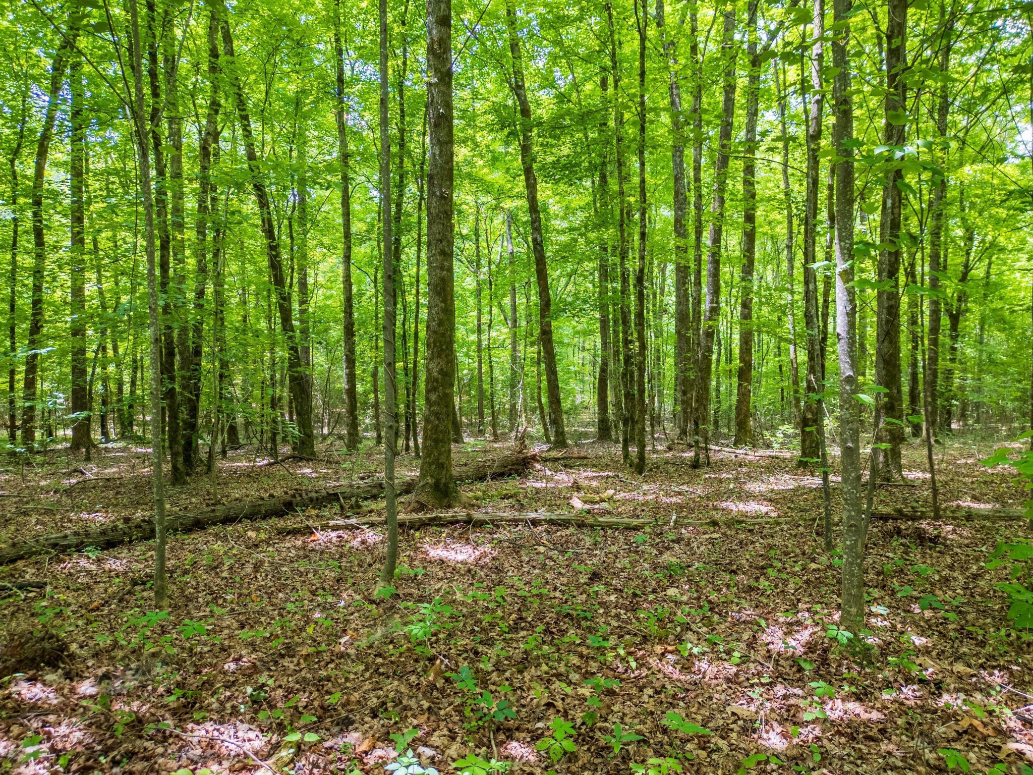 0 Trewhitt Road Southeast Cleveland, TN 37323 - Photo 8 of 16 a view of a yard with large trees
