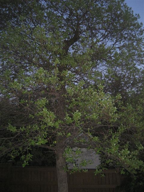 1911 Springmill Road Salem, VA 24153 - Photo 33 of 70 Nice Trees!