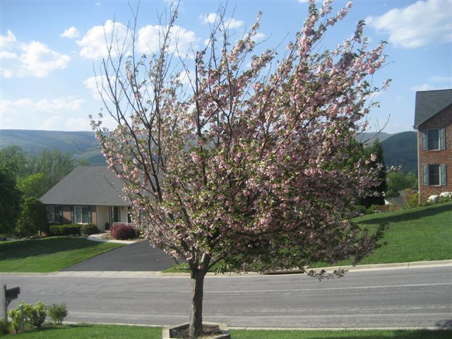 1911 Springmill Road Salem, VA 24153 - Photo 43 of 70 View From Front Porch
