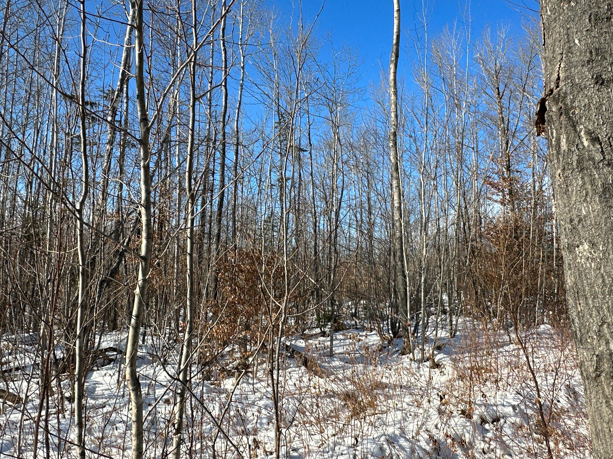 Lot 19 Up Back Rd Mount Mount Chase, ME 04765 - Photo 8 of 10 Photo Nov 30 2023, 12 48 24 PM