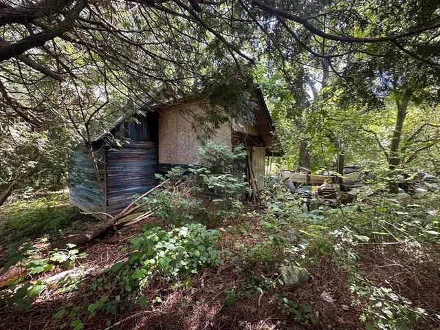 a view of a yard with plants and a large tree