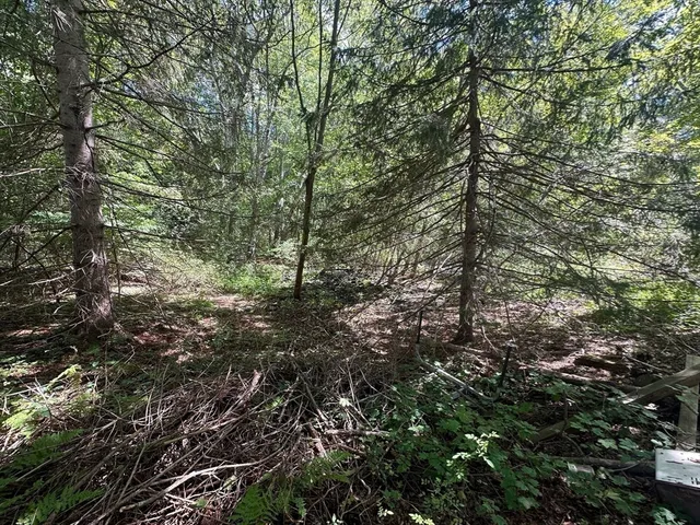 a view of a forest with trees