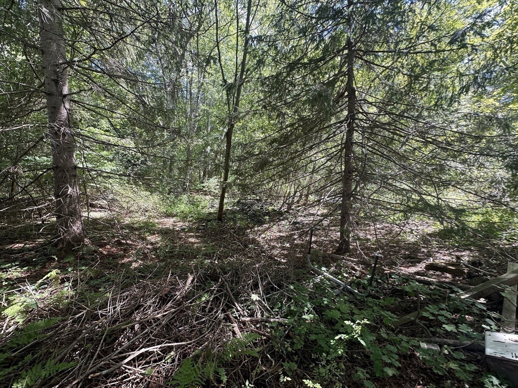 44 Federal Street Blackstone, MA 01504 - Photo 15 of 20 a view of forest