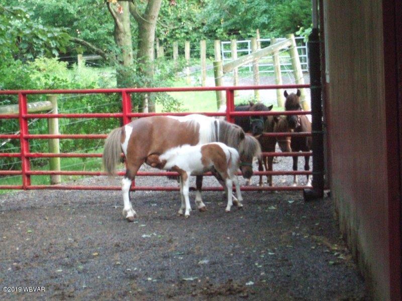 4643 Clarkstown Road Muncy, PA 17756 - Photo 57 of 70 Mare & Colt