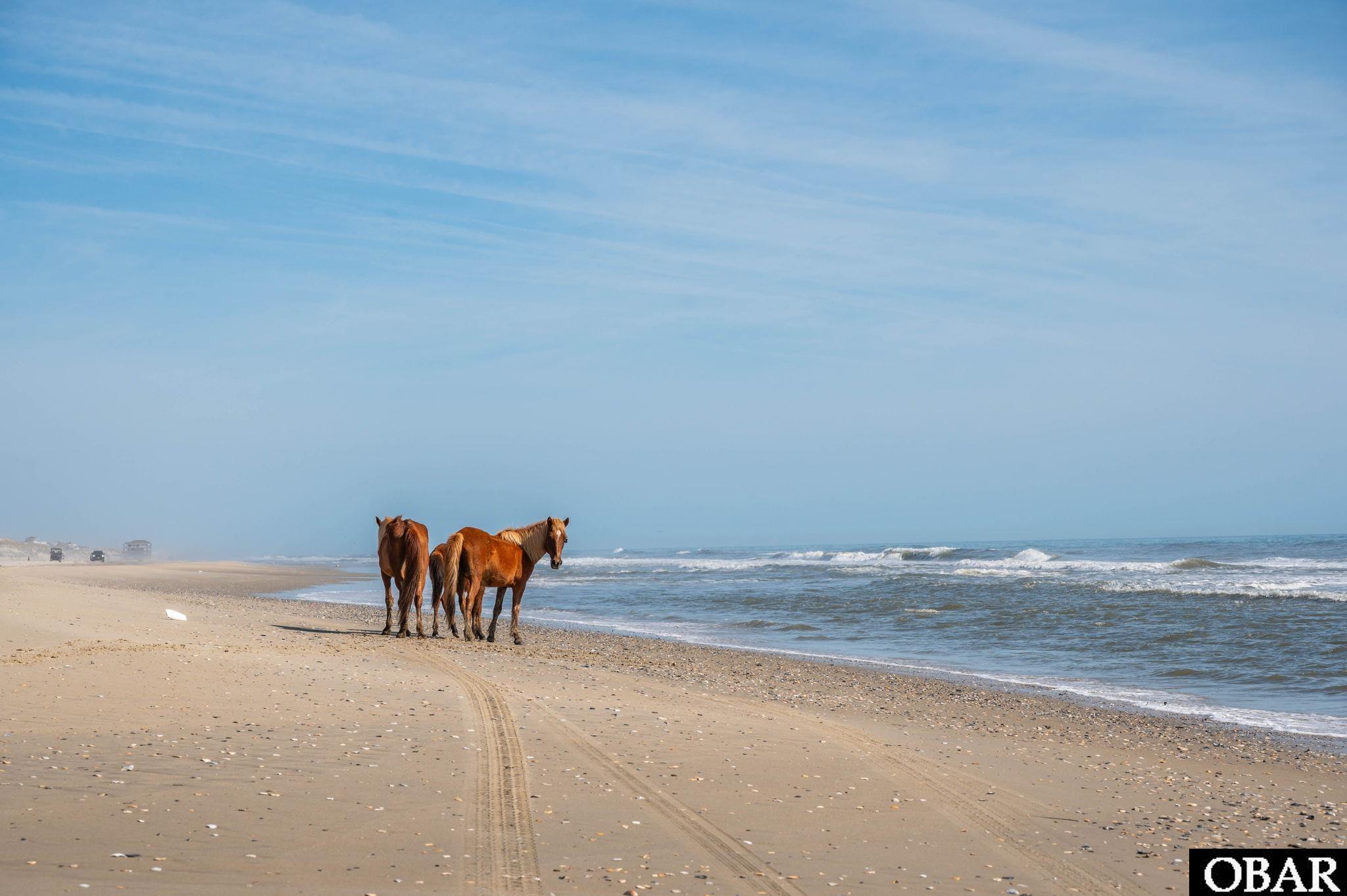 2086 Sandpiper Road Corolla, NC 27927 - Photo 18 of 24 Wild Horses