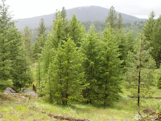 a view of a bunch of trees and bushes