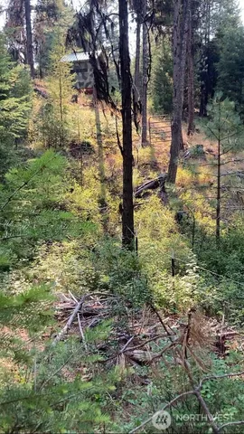 a view of a yard with a tree