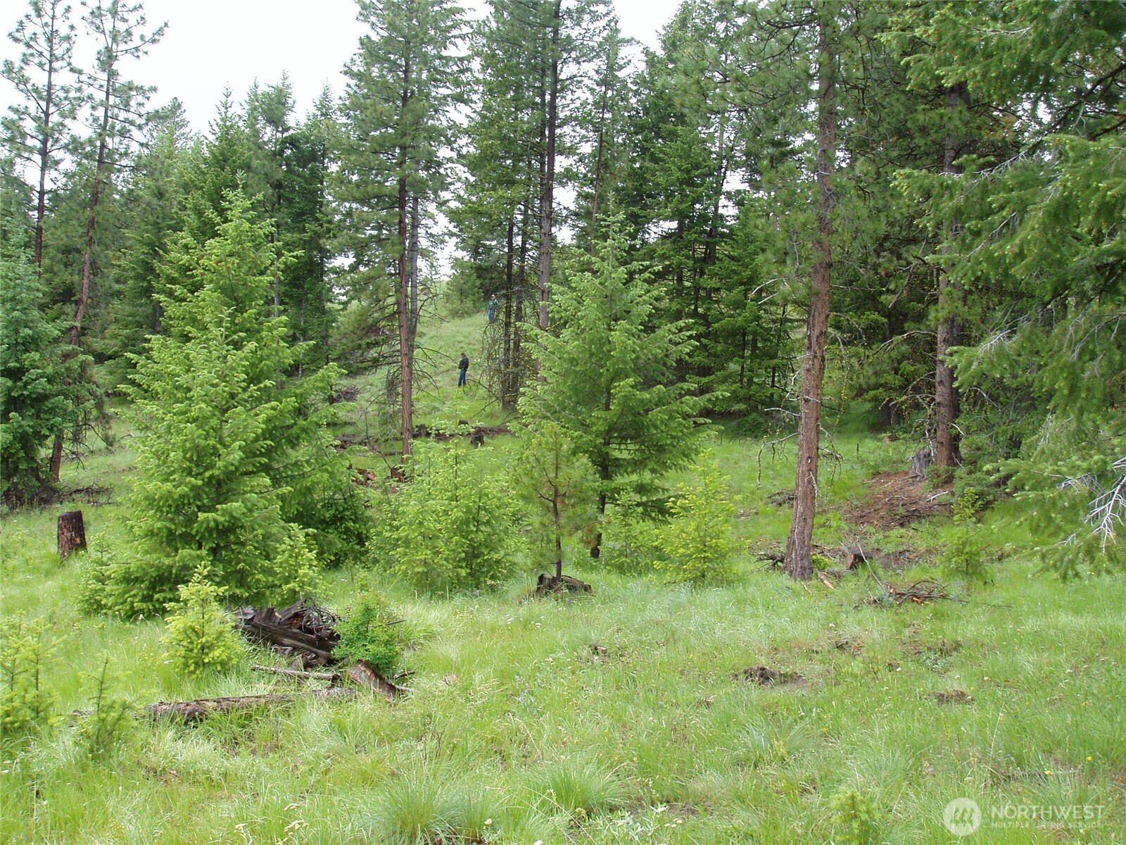 -xxx Turner Lake Road North Tonasket, WA 98855 - Photo 27 of 29 a view of a lush green forest