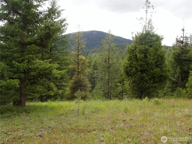 a view of a lush green forest