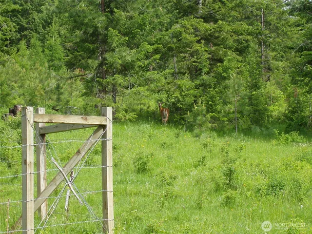 a view of a lush green forest