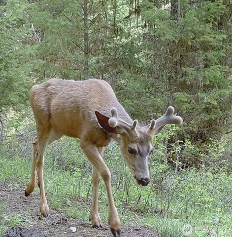 a view of a yard in a yard