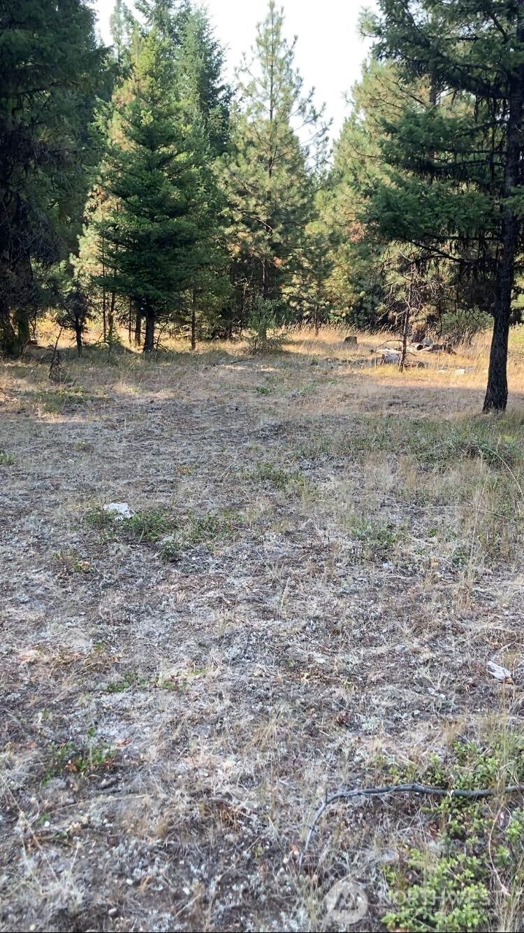 -xxx Turner Lake Road North Tonasket, WA 98855 - Photo 6 of 29 a view of dirt yard with a large tree