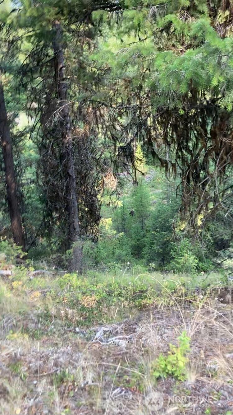 -xxx Turner Lake Road North Tonasket, WA 98855 - Photo 9 of 29 a view of a forest filled with trees