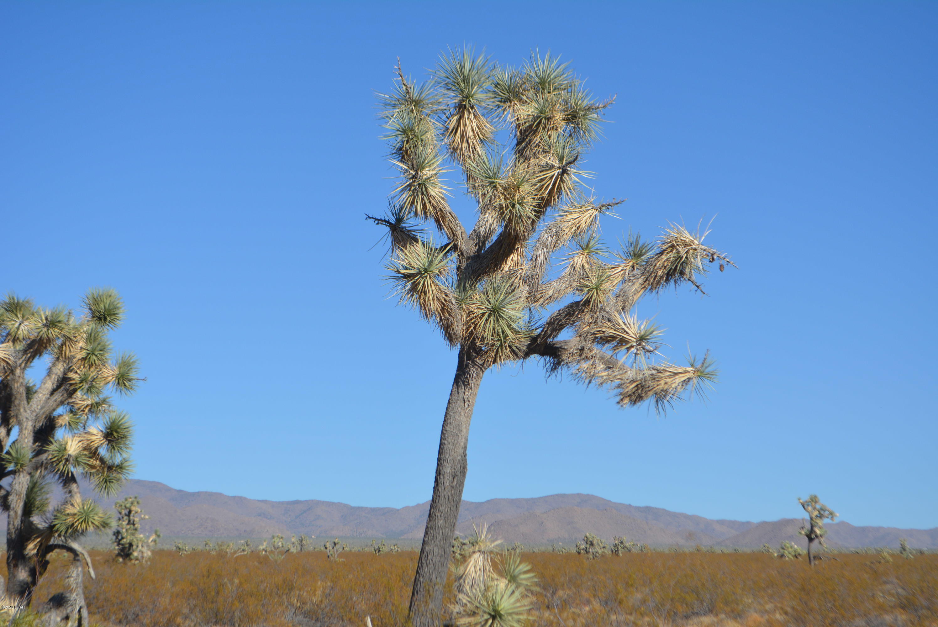 2586 South John Wayne Road Yucca, AZ 86438 - Photo 21 of 38 DSC_0887