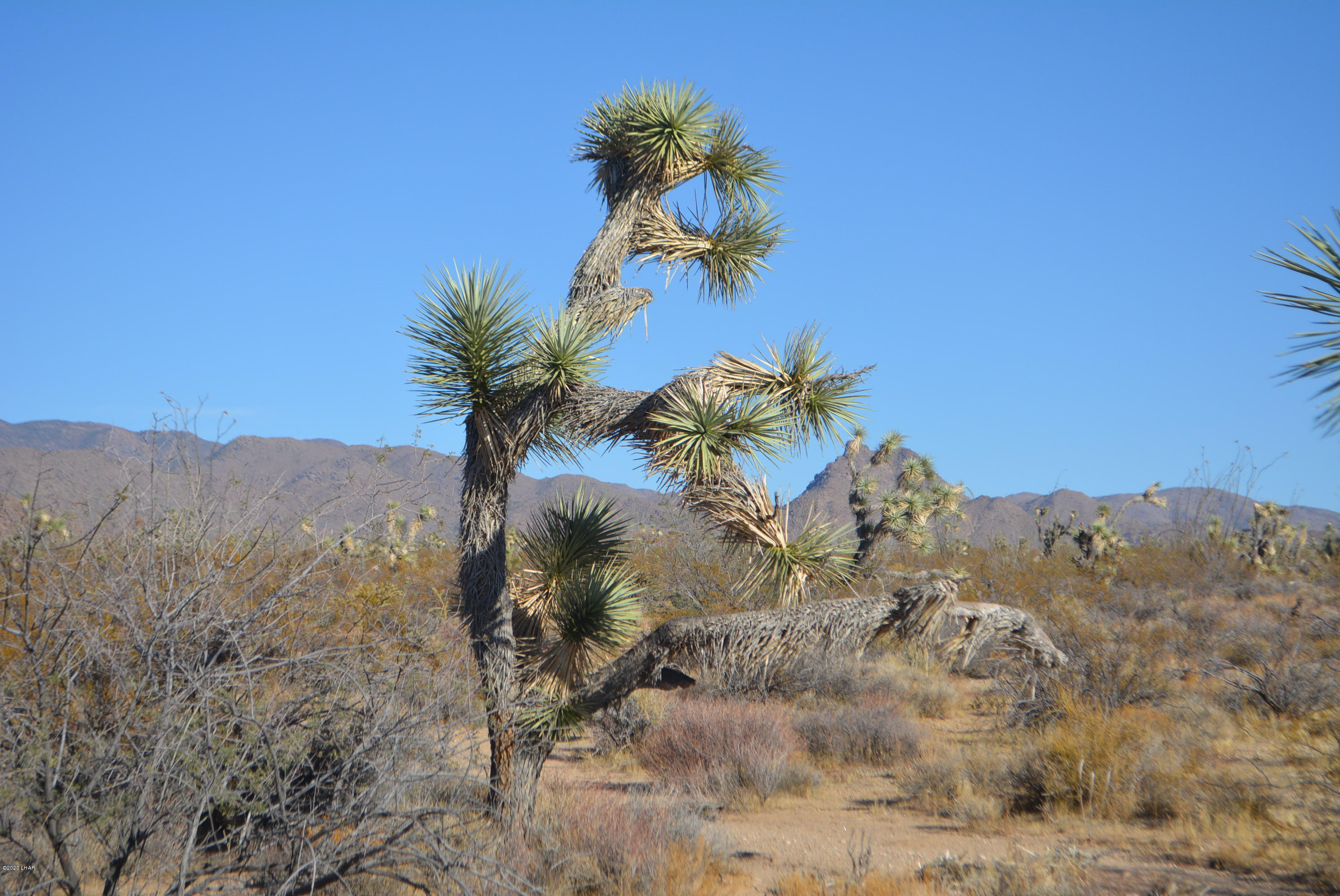 2586 South John Wayne Road Yucca, AZ 86438 - Photo 29 of 38 DSC_0895