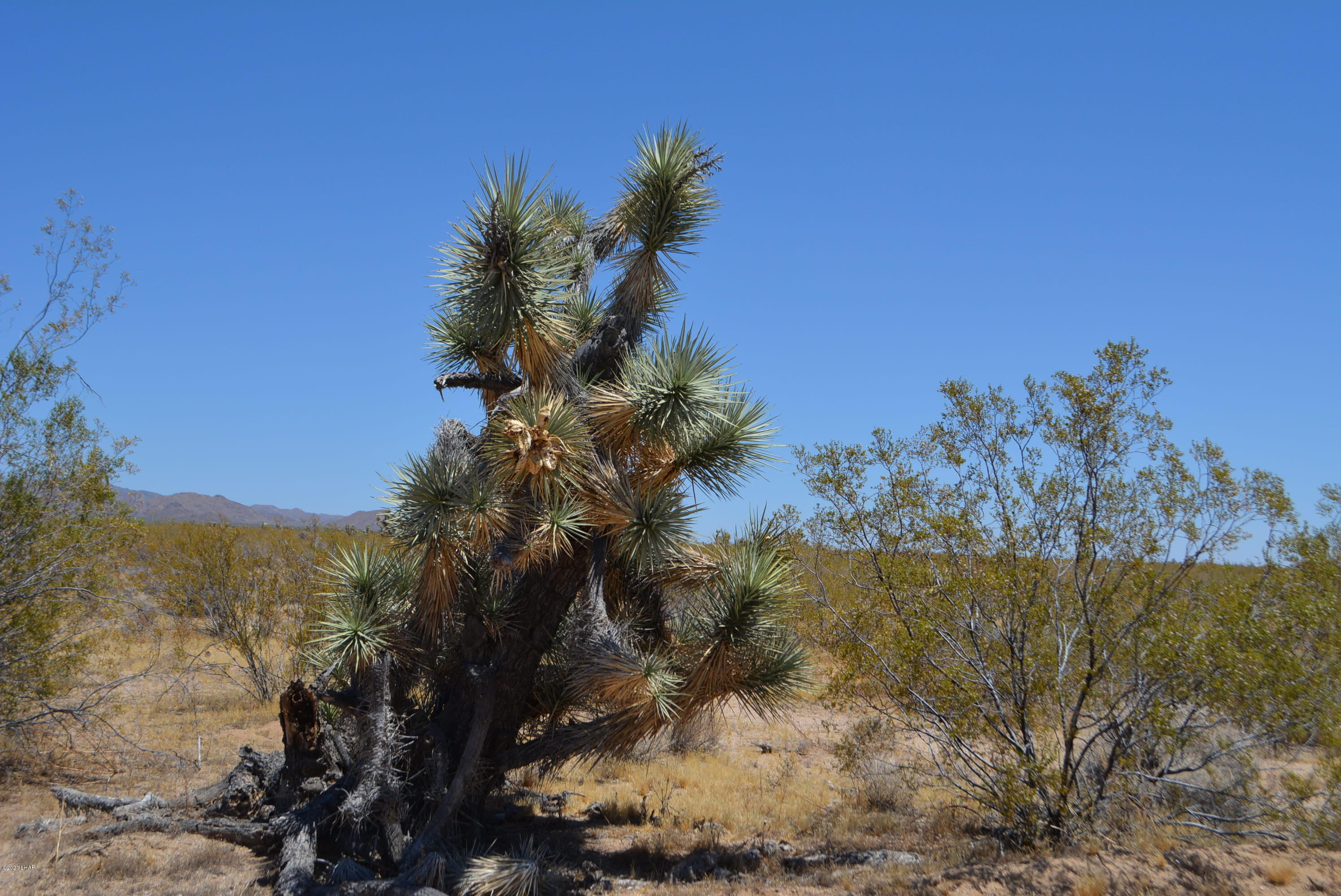 2586 South John Wayne Road Yucca, AZ 86438 - Photo 3 of 38 DSC_0345