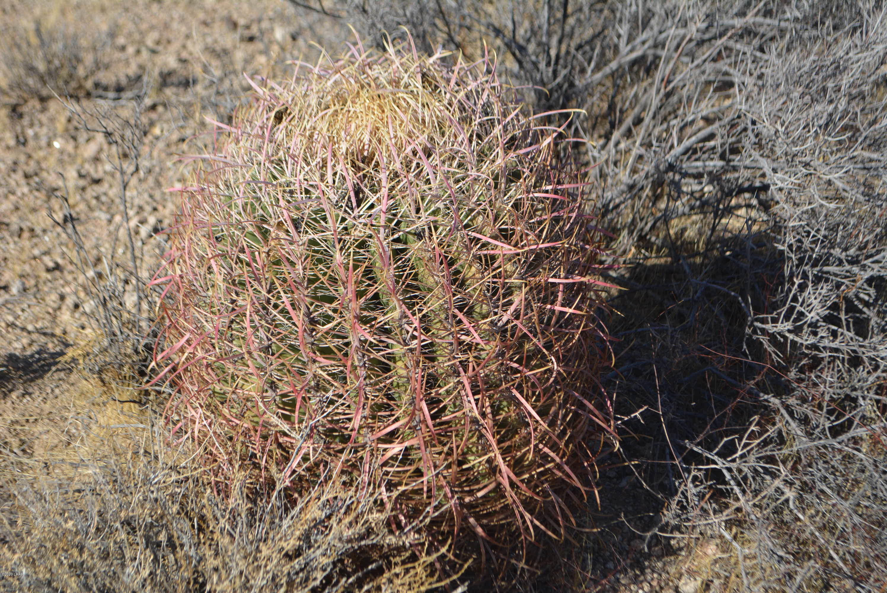 2586 South John Wayne Road Yucca, AZ 86438 - Photo 38 of 38 DSC_0904