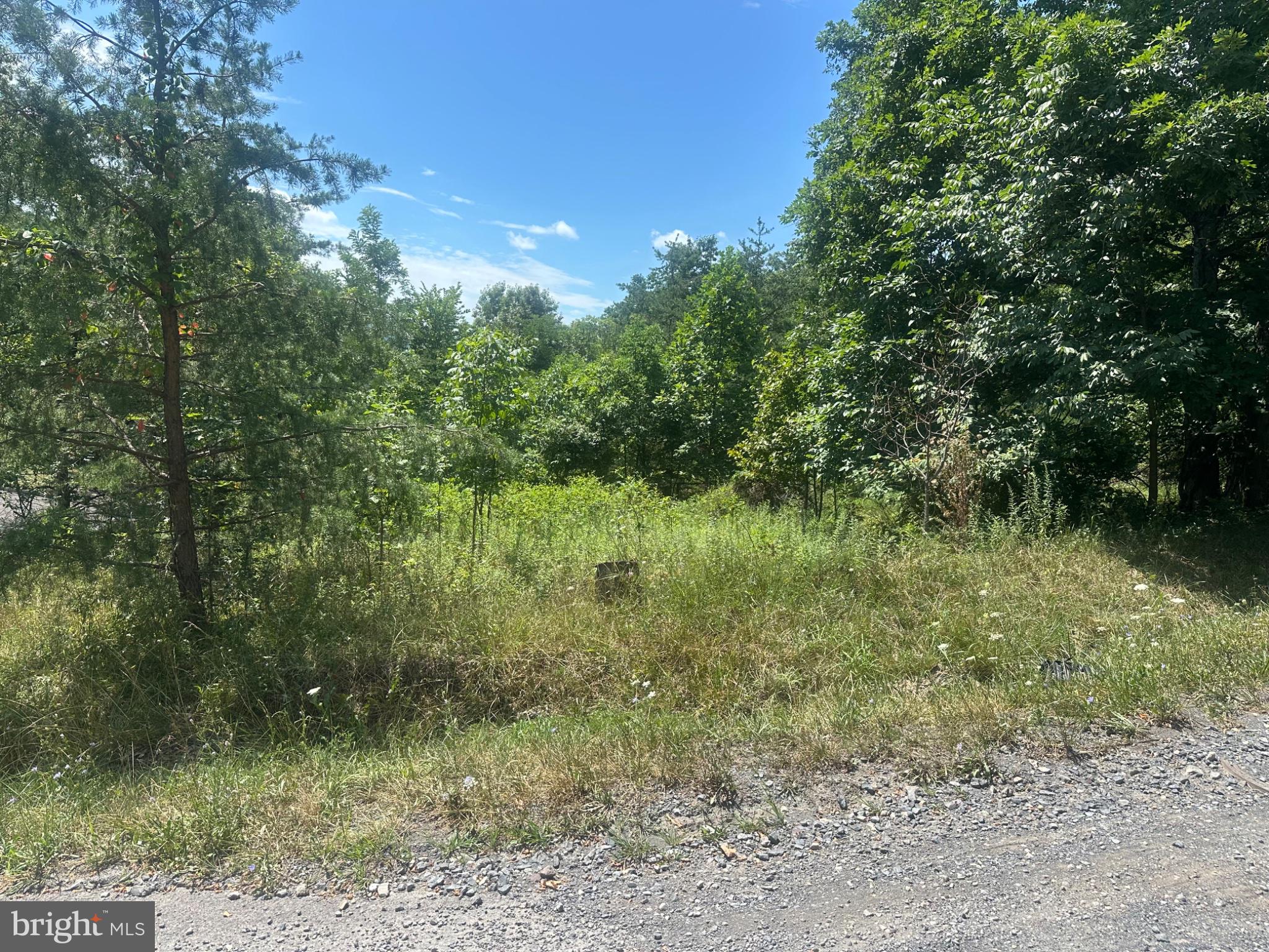 Log Trail Road Cumberland, MD 21502 - Photo 2 of 4 Lush greenery under a bright sky.
