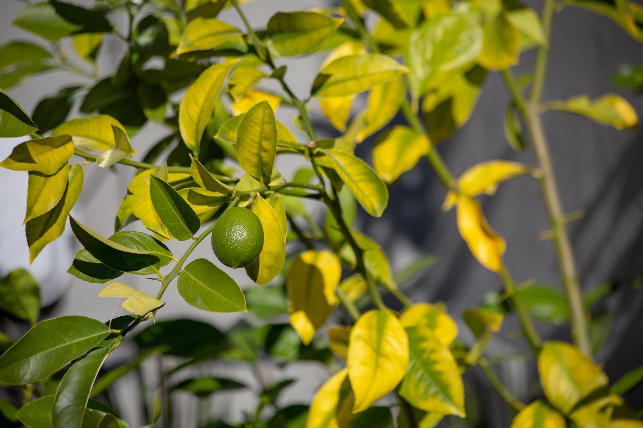 3570 Jordan Road Oakland, CA 94619 - Photo 55 of 60