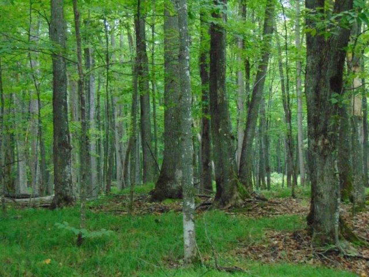 On Red Fox Road, Unit LOT 18 Presque Isle, WI 54557 - Photo 7 of 8 Gallery Image 7