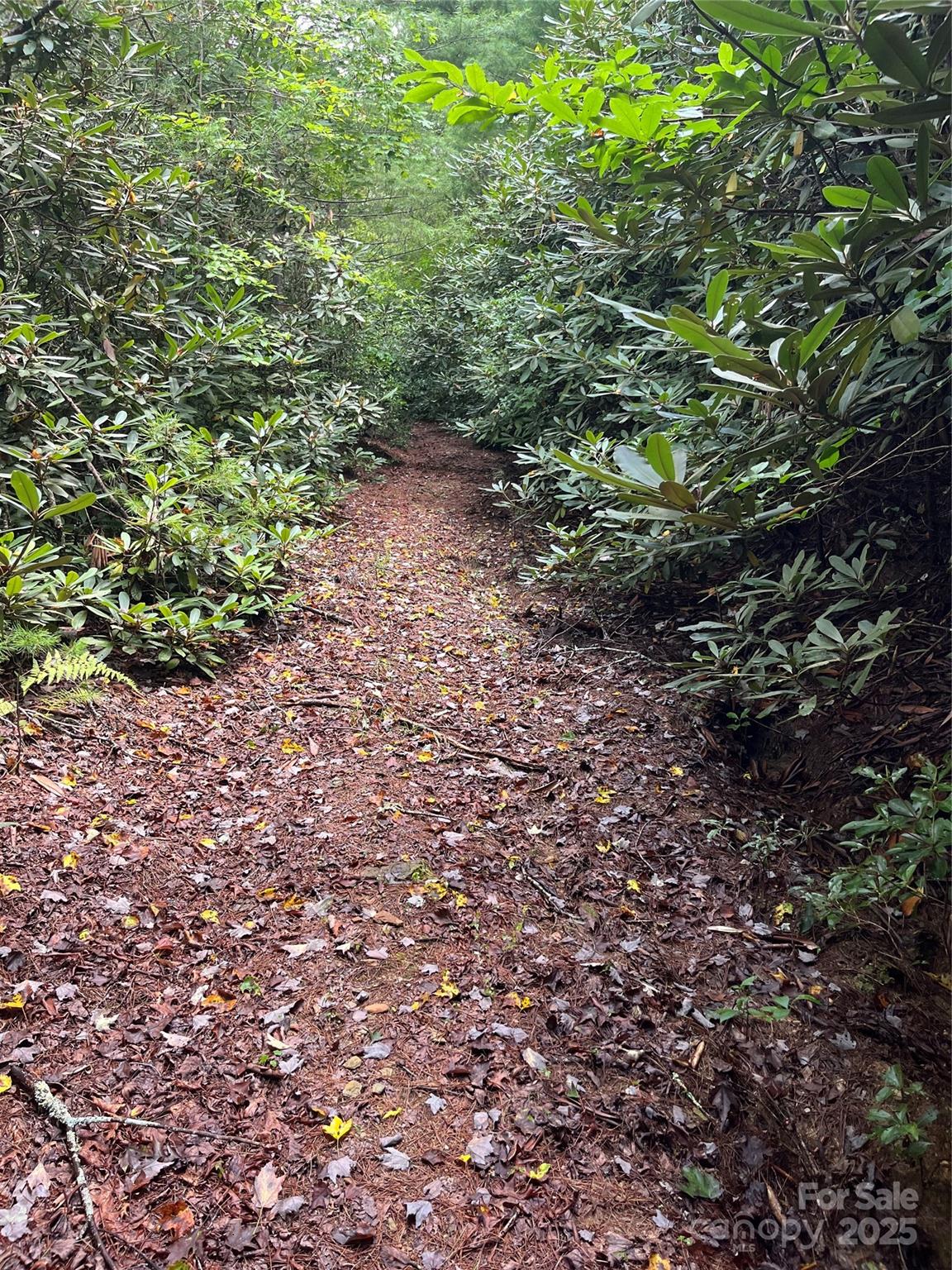 Tbd Tbd Normcol Road Pisgah Forest, NC 28768 - Photo 7 of 10 a view of a large yard with lots of plants