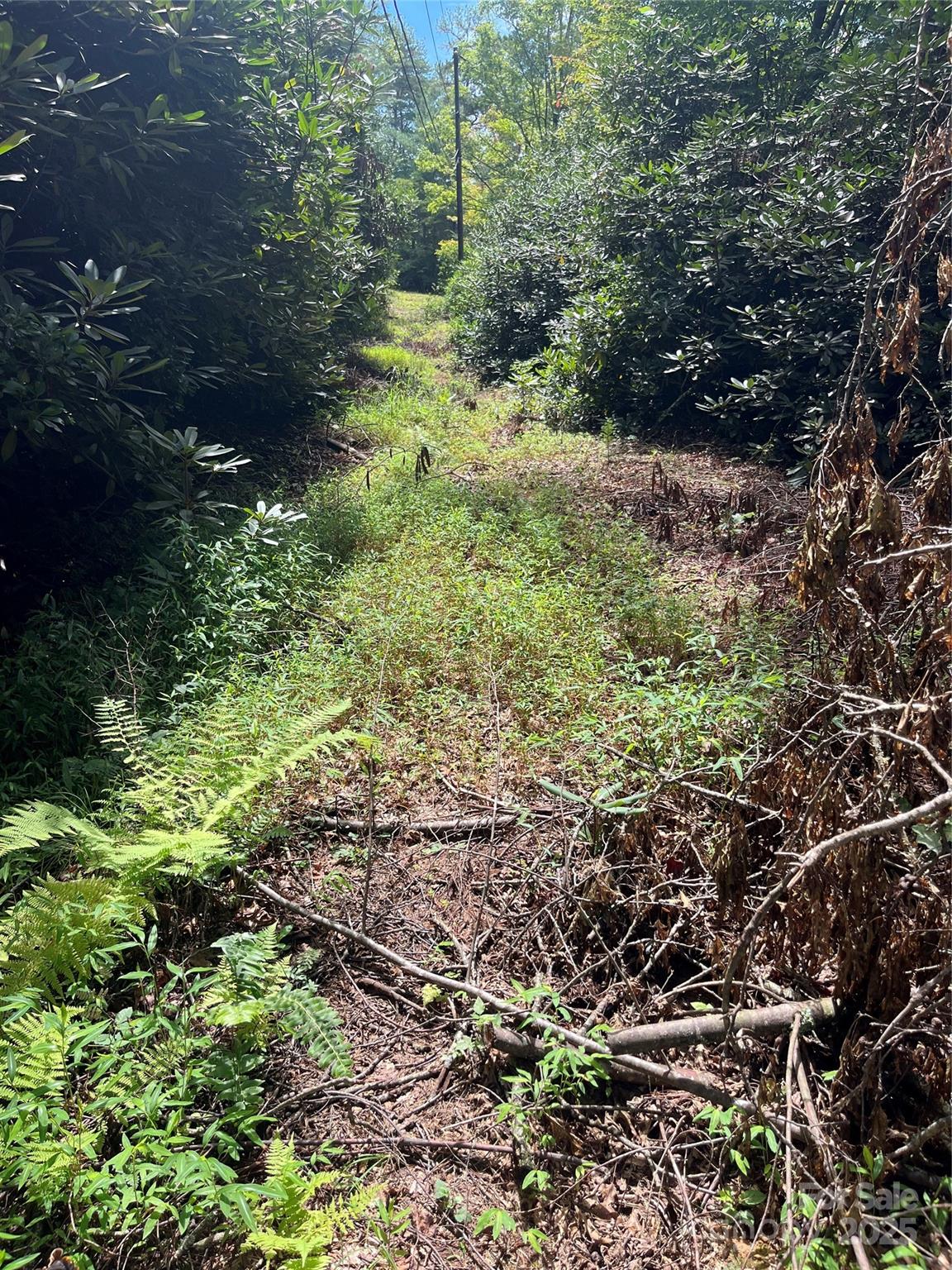 Tbd Tbd Normcol Road Pisgah Forest, NC 28768 - Photo 8 of 10 a plant view in yard
