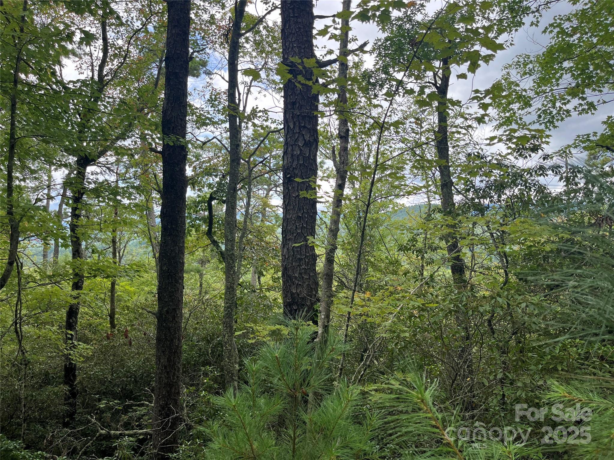 Tbd Tbd Normcol Road Pisgah Forest, NC 28768 - Photo 9 of 10 a view of forest