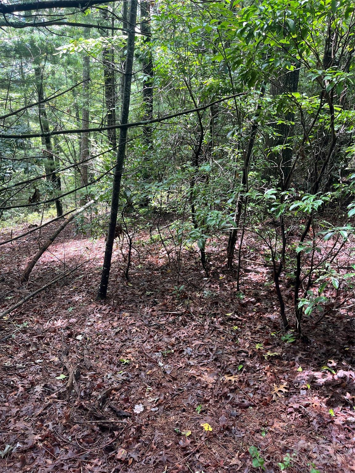 Tbd Tbd Normcol Road Pisgah Forest, NC 28768 - Photo 10 of 10 a view of a yard with a tree