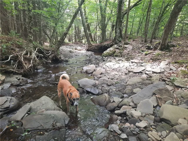 $249,000 | Tbd Lower Dingle Hill Road, Andes, NY 13731