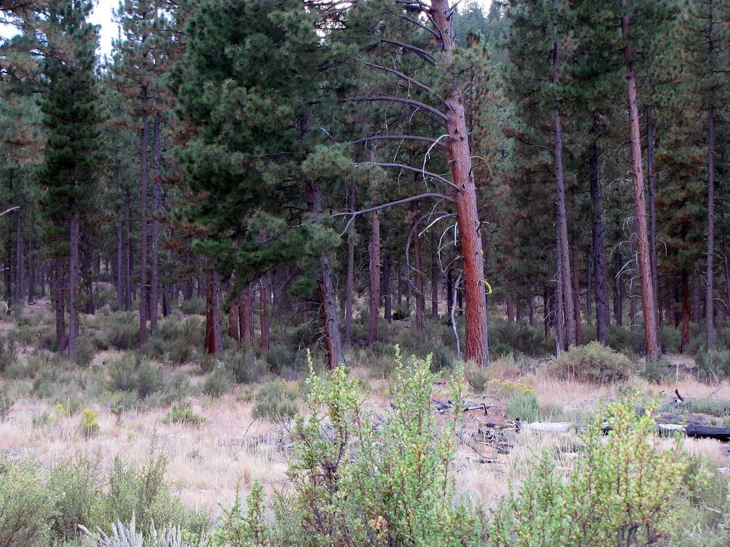 0 Sprague River Road Chiloquin, OR 97624 - Photo 7 of 15 Additional Photo