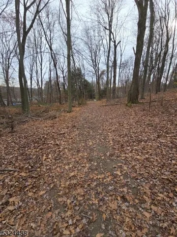 a view of a yard with trees