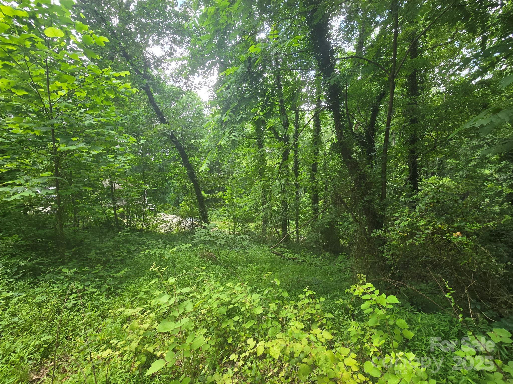 23 Maple Avenue Candler, NC 28715 - Photo 11 of 16 a view of a lush green forest