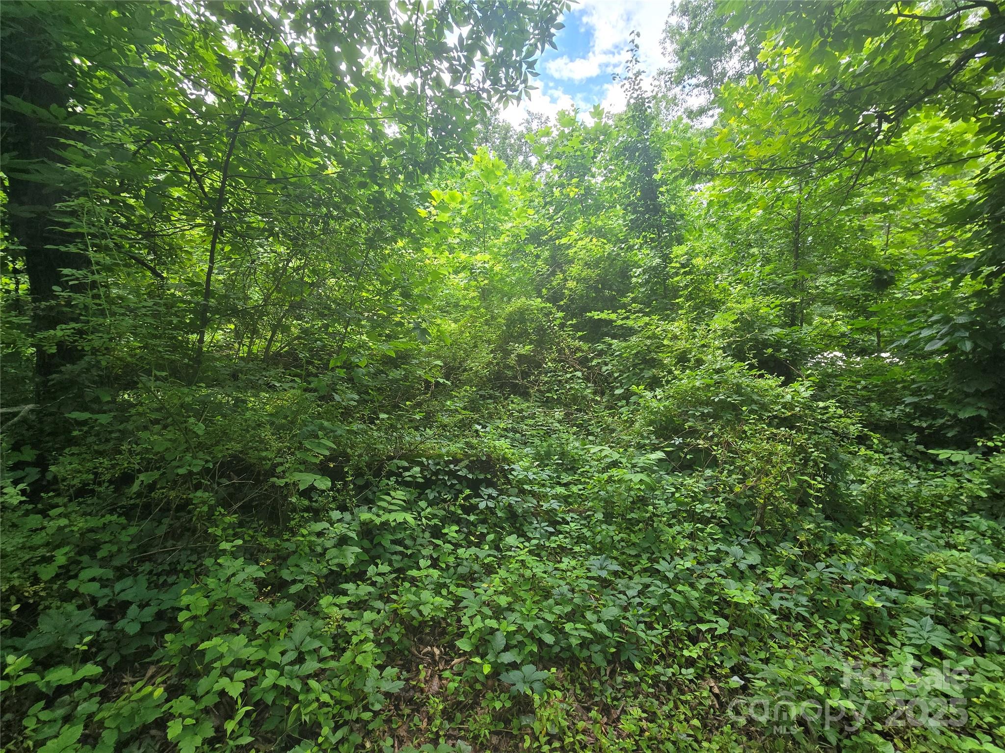23 Maple Avenue Candler, NC 28715 - Photo 13 of 16 a view of a lush green forest