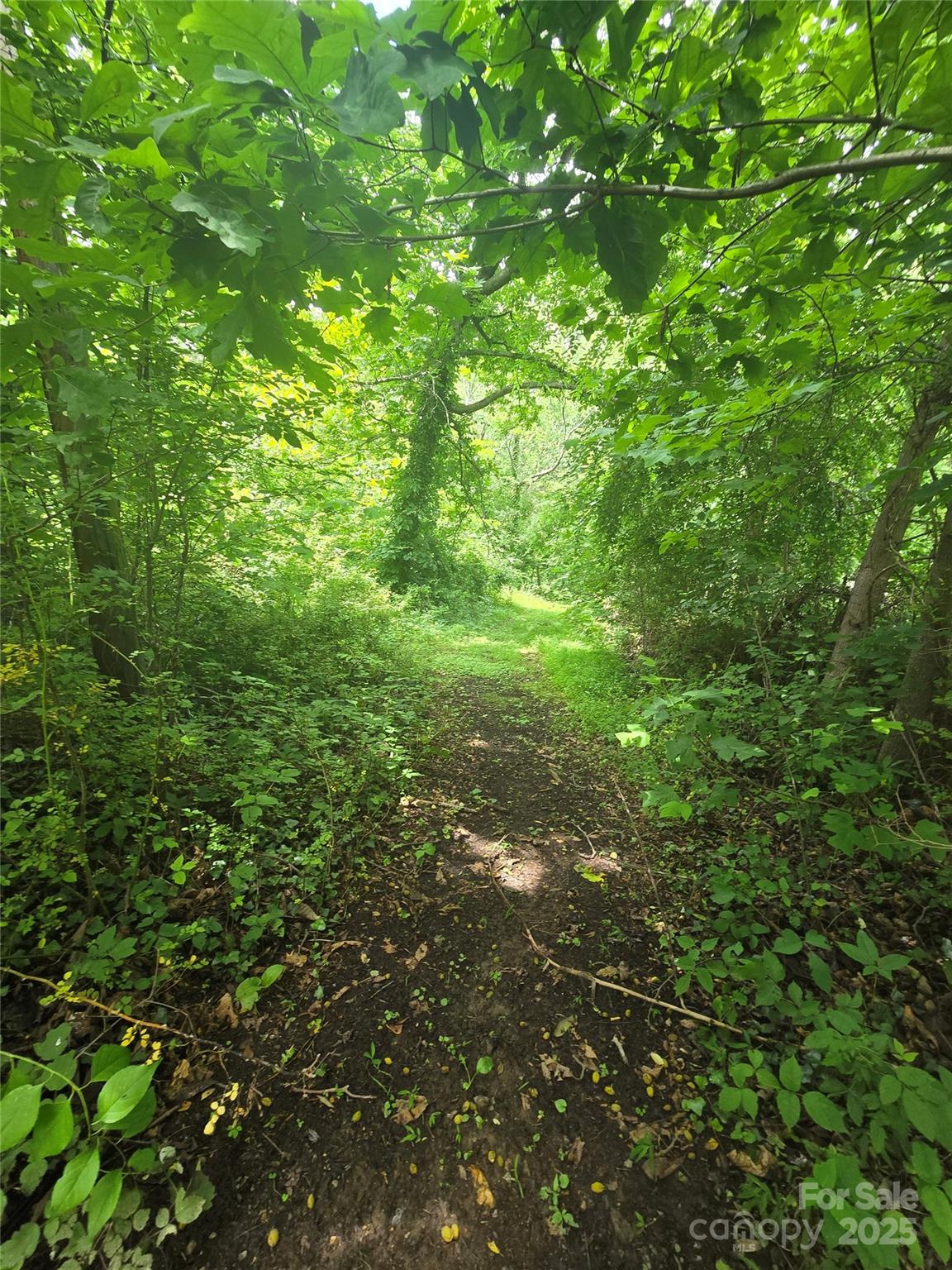23 Maple Avenue Candler, NC 28715 - Photo 14 of 16 a view of a lush green forest