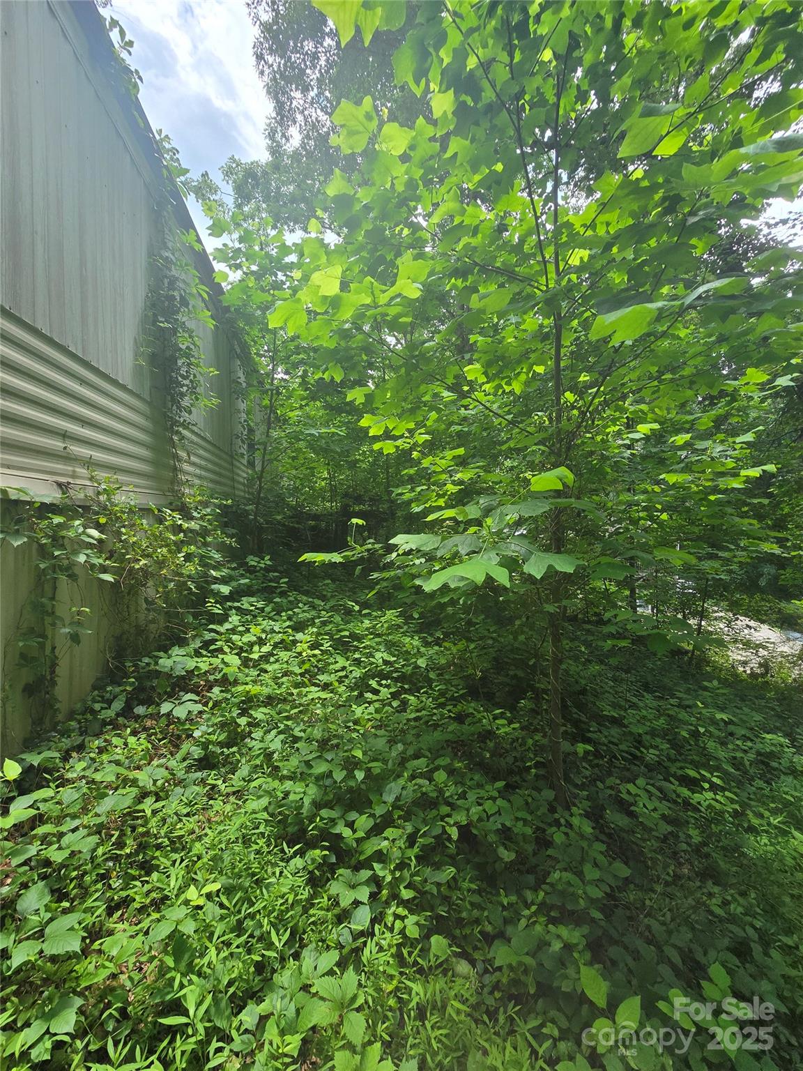 23 Maple Avenue Candler, NC 28715 - Photo 5 of 16 a view of a lush green forest