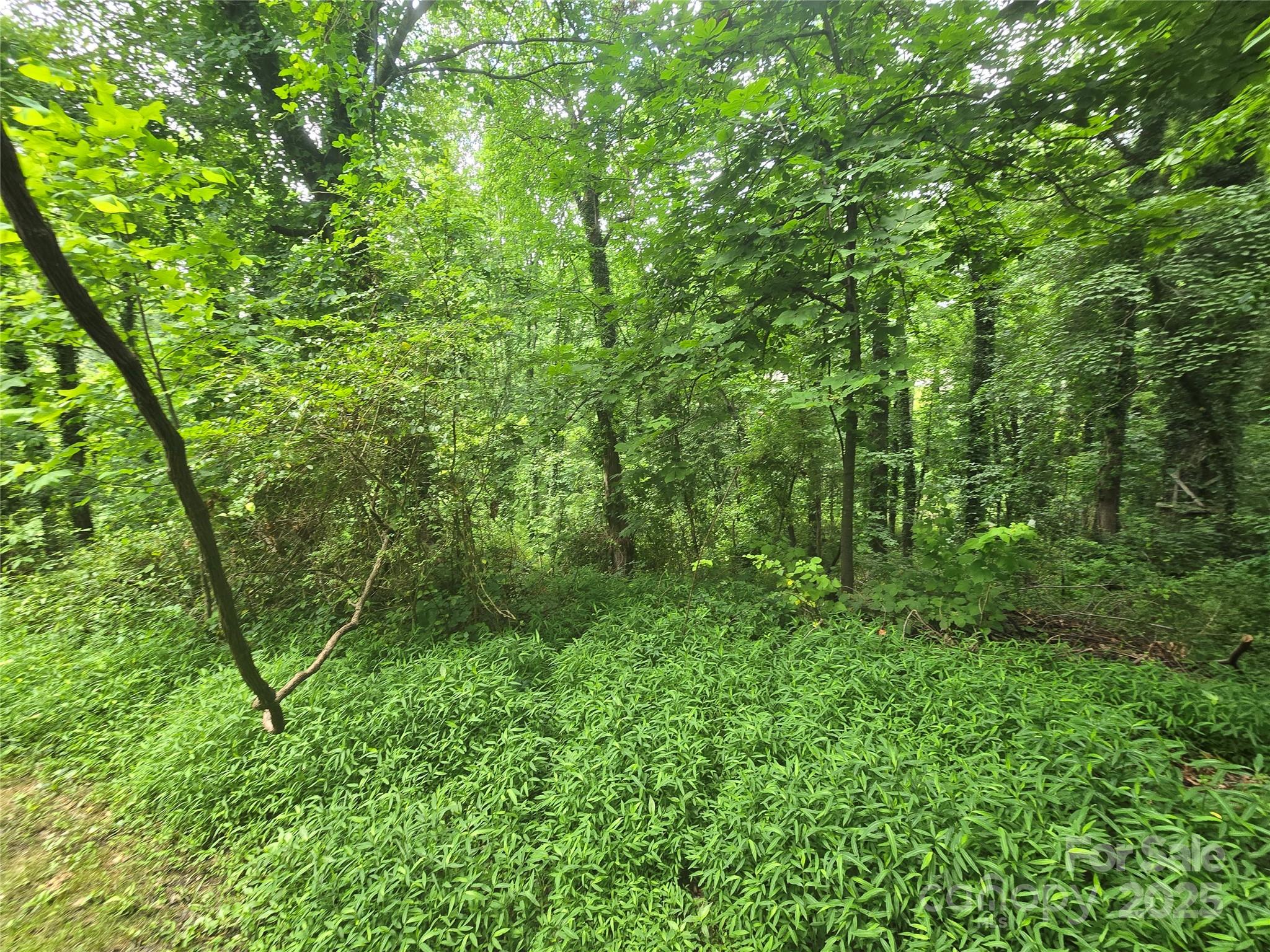 23 Maple Avenue Candler, NC 28715 - Photo 9 of 16 a view of a lush green forest