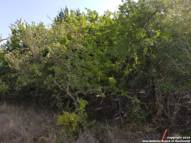 4734 Shady Schertz, TX 78154 - Photo 2 of 4 a view of a forest with a tree