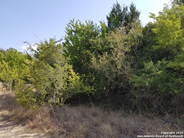 4734 Shady Schertz, TX 78154 - Photo 3 of 4 a view of a forest with a tree in the background