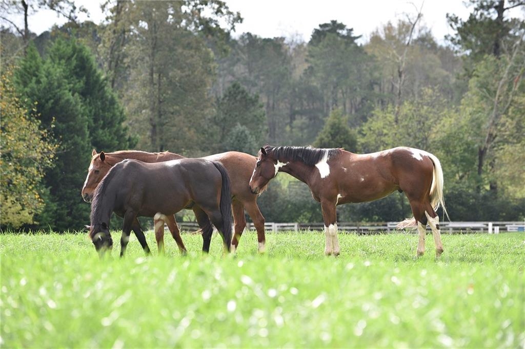13798 Brittle Road Milton, GA 30004 - Photo 16 of 21 Gallery Image 16