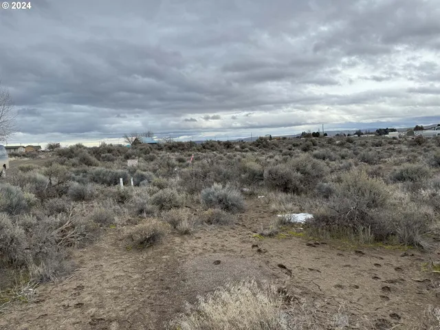 a view of a dry yard with trees