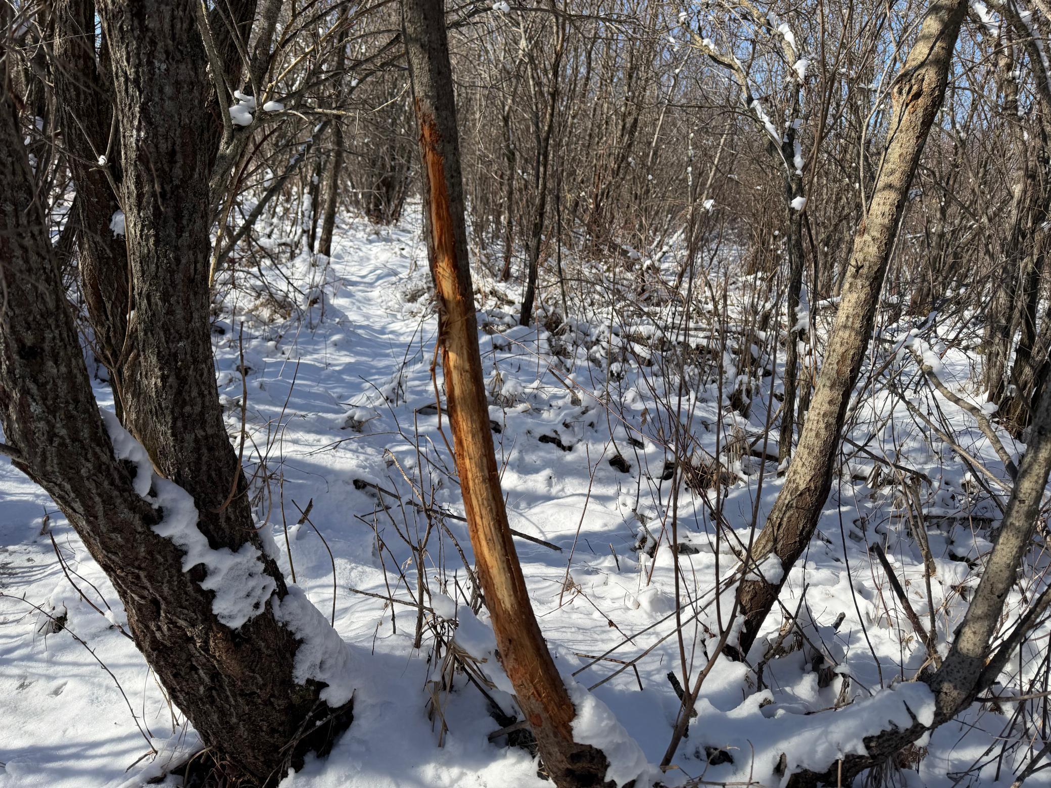 14 Sebeka Mn 56477 Sebeka, MN 56477 - Photo 46 of 87