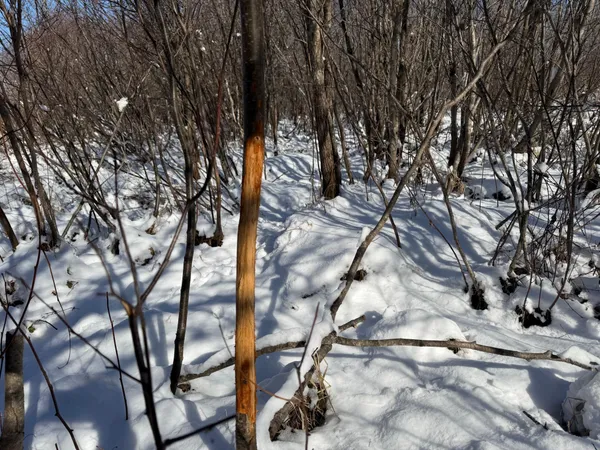 $749,000 | 14 Sebeka Mn 56477, Sebeka, MN 56477