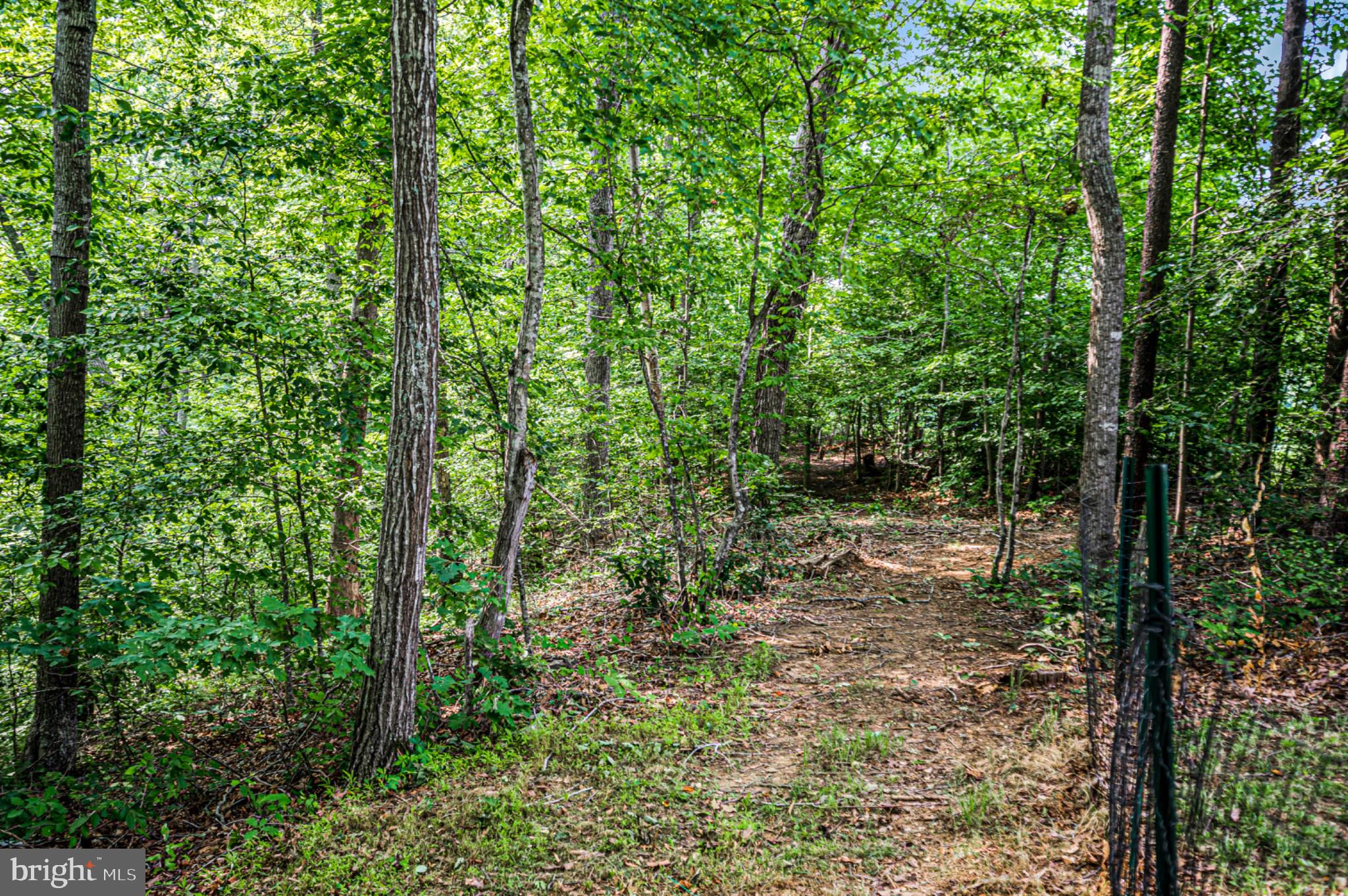 239 Toluca Road Stafford, VA 22556 - Photo 22 of 75 Serene woodland path awaits exploration.